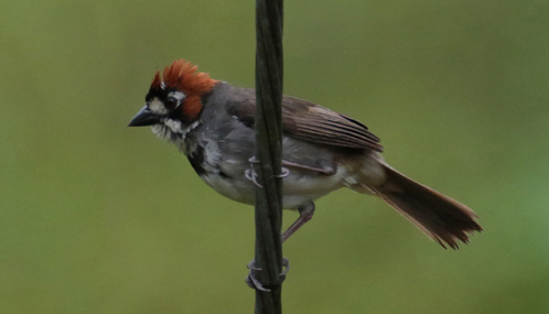 Cabanesis Ground-Sparrow